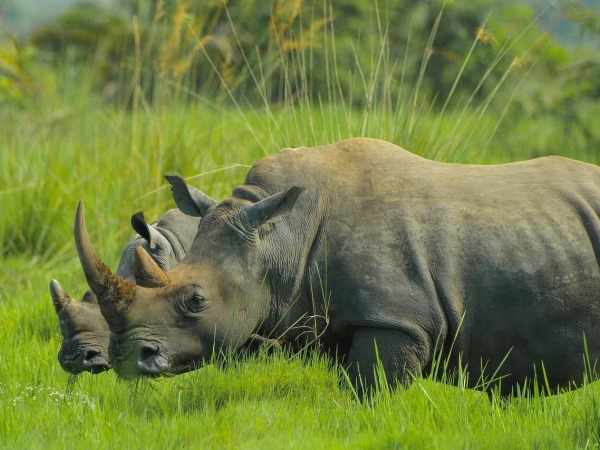 Entebbe Flughafen Transfers (EBB) 